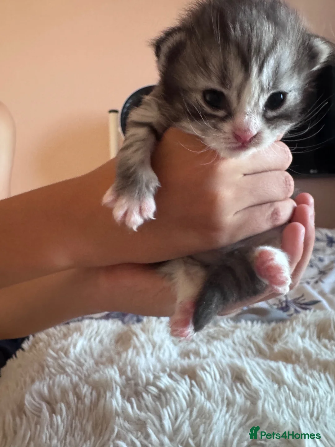 Mixed Breed cats for sale: Persian cross  in St. Neots - Advert 2