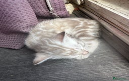 Bengal cats for sale: Snow Mink/Brown Rossette Blue Eyed Bengals - Image 3