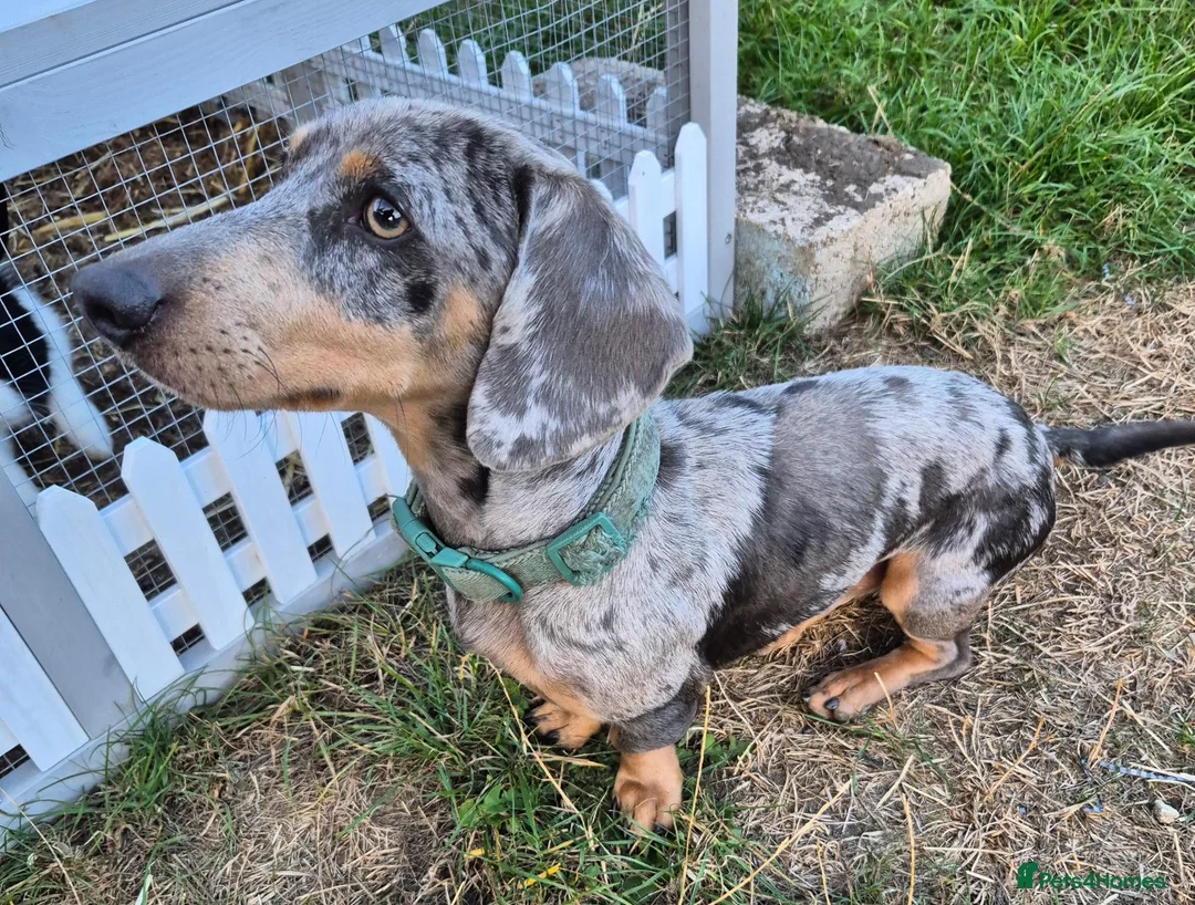 Miniature Dachshund dogs for sale: Stunning 18mth old male - Advert 7
