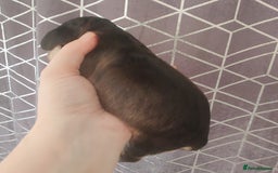 Cocker Spaniel dogs for sale: Show Type Cocker Spaniels Health Tested Parents  - Image 21