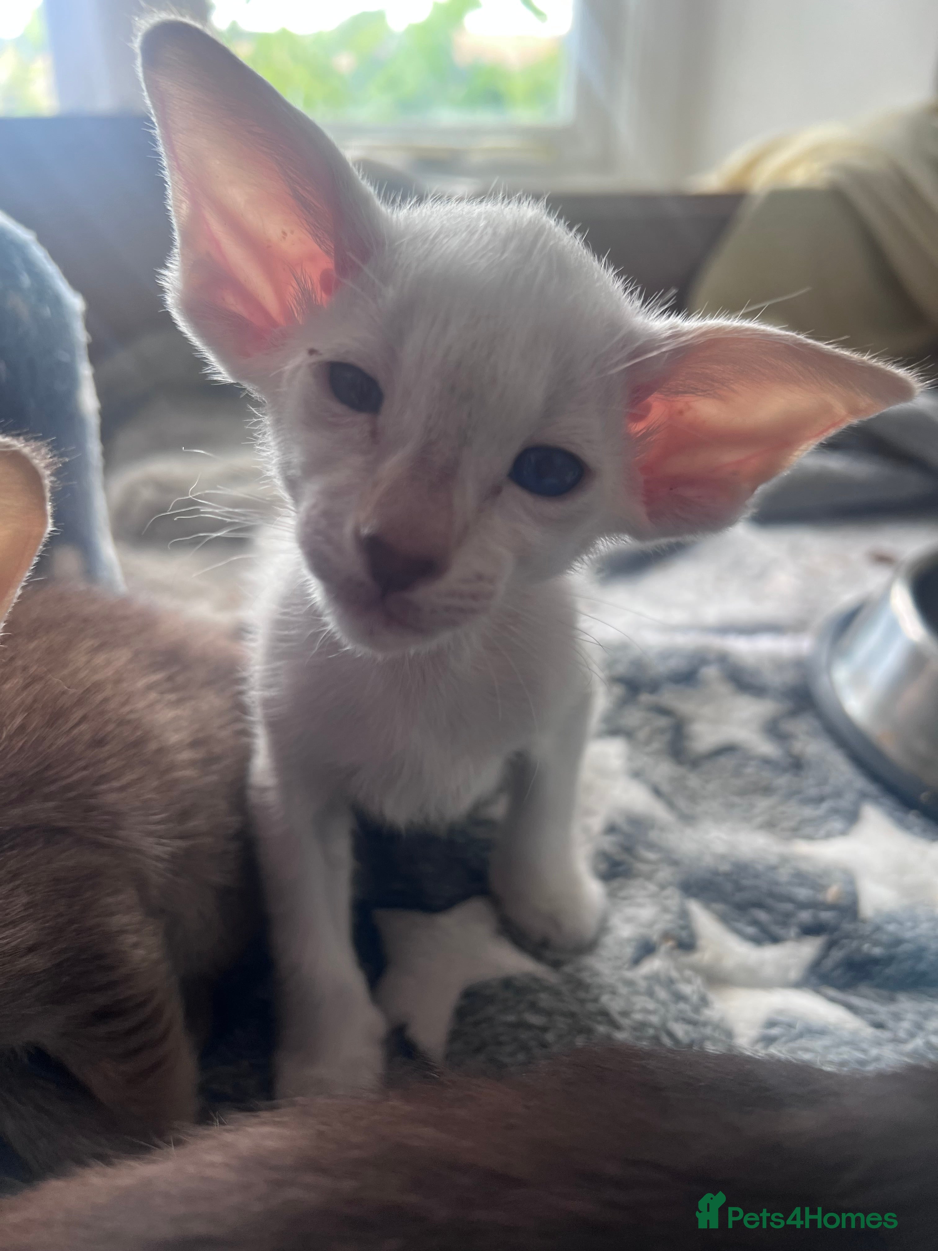 Siamese cats Siamese kittens - Advert 2