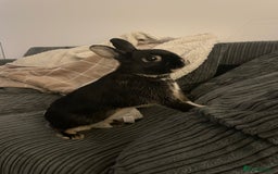 Netherland Dwarf rabbits for sale: Sweet Boy Looking for a New Forever Home - Image 1