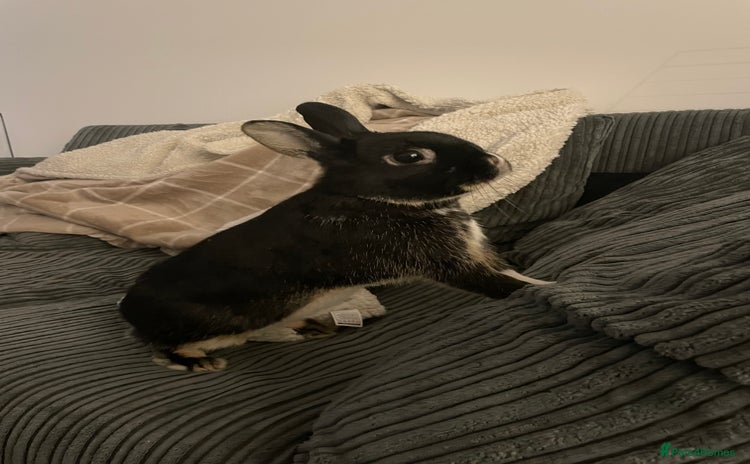 Netherland Dwarf rabbits - Advert 1