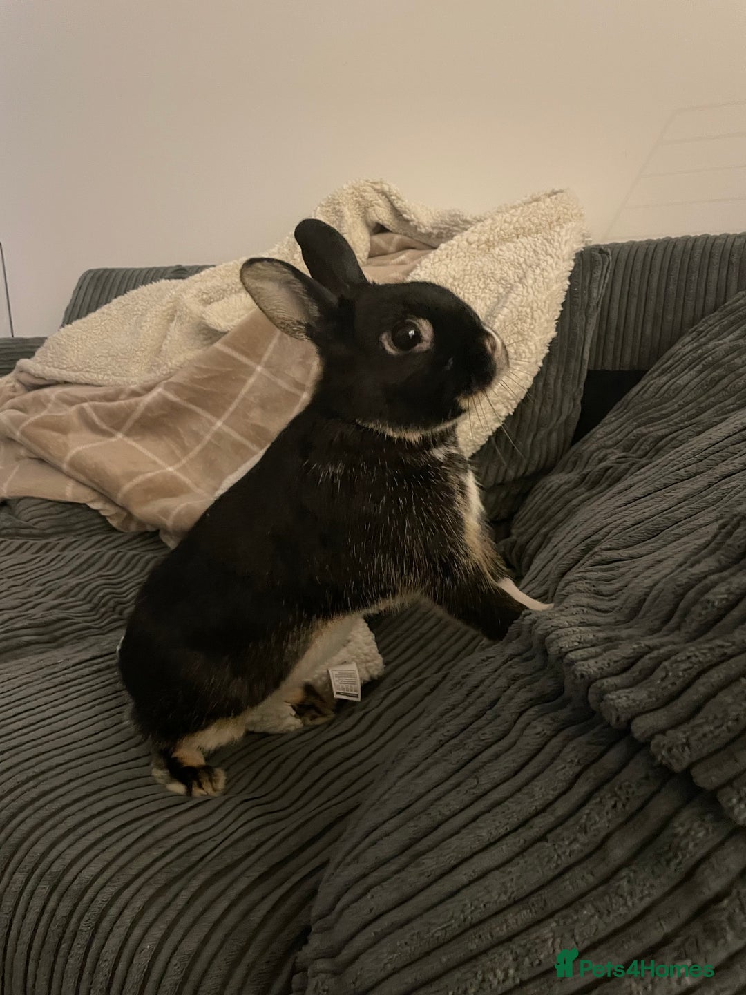 Netherland Dwarf rabbits for sale: Sweet Boy Looking for a New Forever Home - Image 1