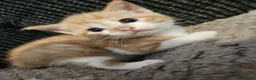 Mixed Breed cats for sale: 3 beautiful kittens  in Stockton-on-Tees - Advert 15