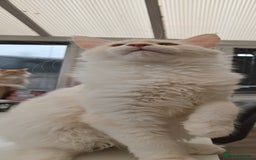 Maine Coon cats for sale: TICA REGISTERED PEDIGREE MAINE COON KITTEN'S - Image 6