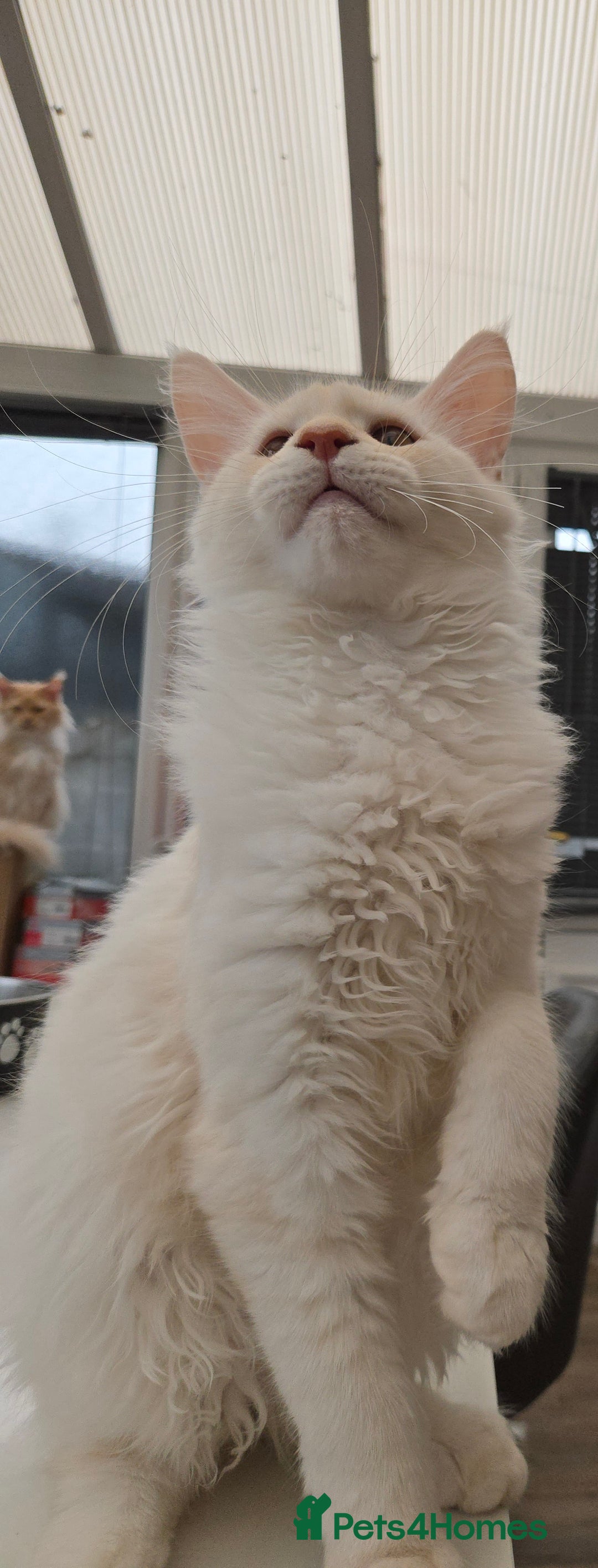 Maine Coon cats for sale: TICA REGISTERED PEDIGREE MAINE COON KITTEN'S - Image 6
