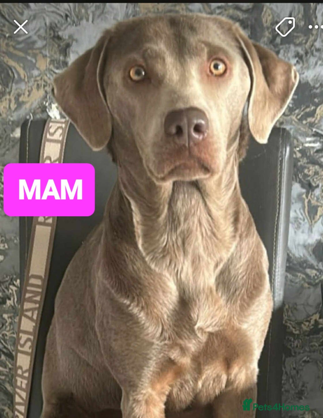 Labrador Retriever dogs LABRADORE RETRIEVER (SILVER) FULL KC REG - Advert 2