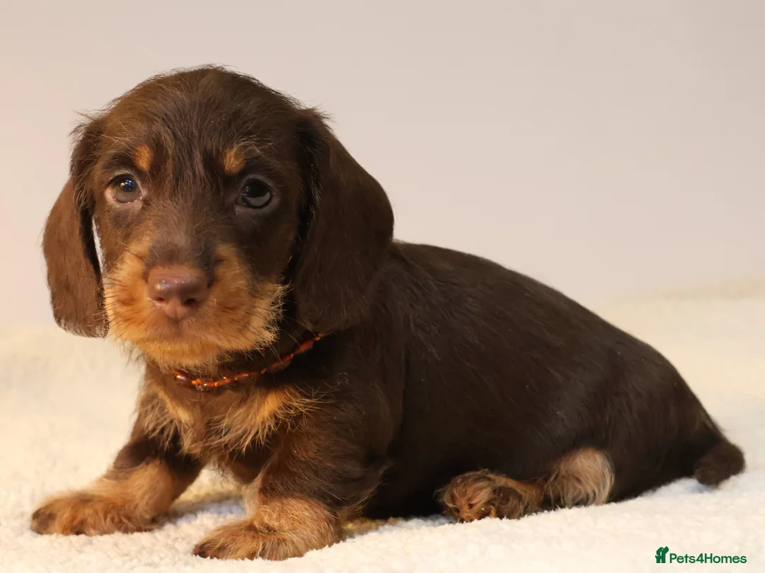 Miniature Dachshund dogs for sale: Choco+Wirehaired+5*Licensed+Kc+Praclear+Vetchecked - Advert 30