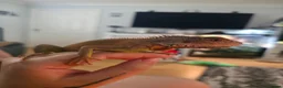 Iguana reptiles for sale: Beautiful lemon red iguana  - Advert 7