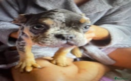 French Bulldog dogs for sale: Kc registered 12 week old French. Bulldogs  - Image 1