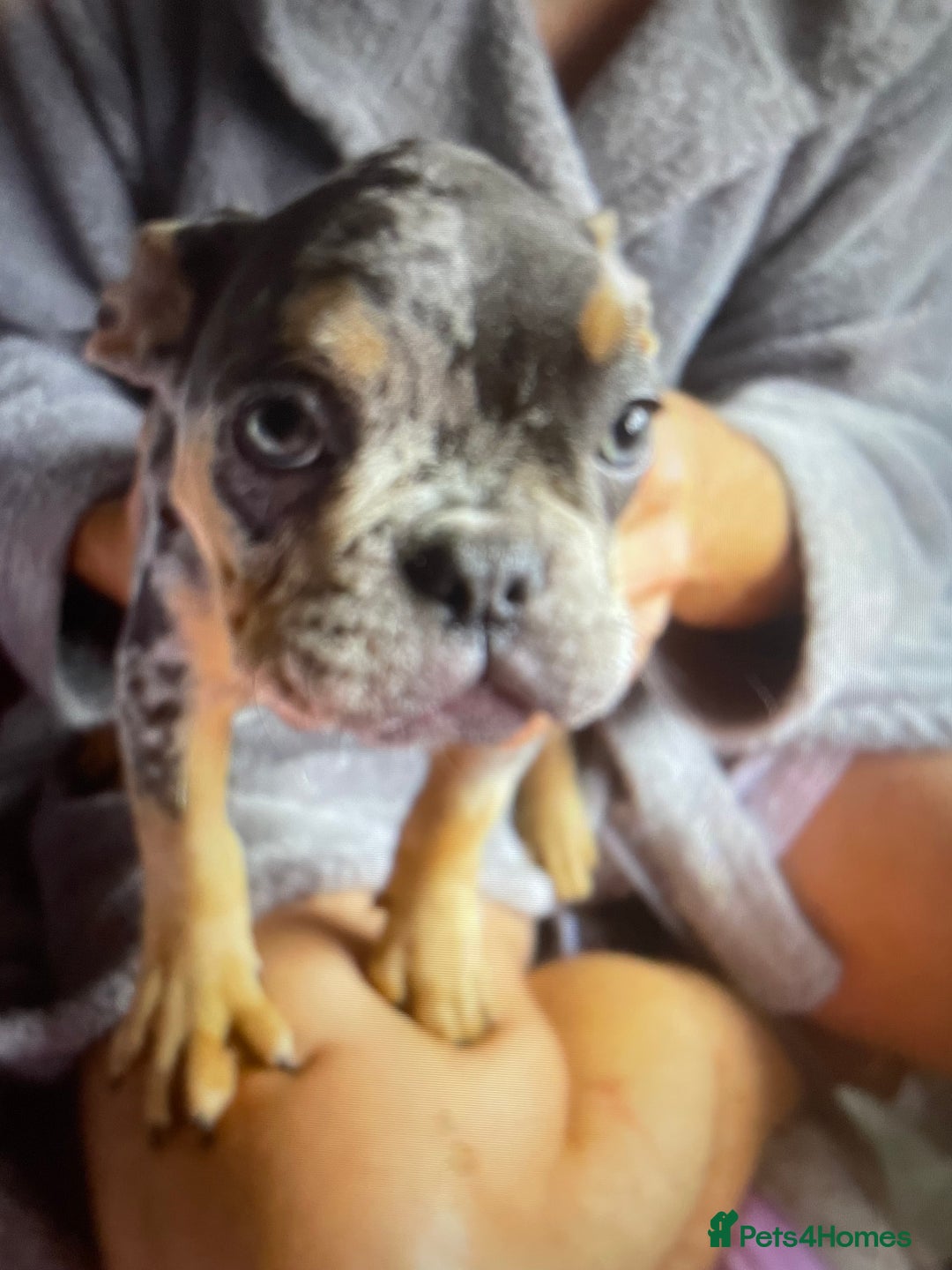 French Bulldog dogs for sale: Kc registered 12 week old French. Bulldogs  - Image 1
