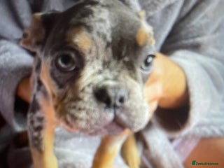 French Bulldog dogs - Advert 10