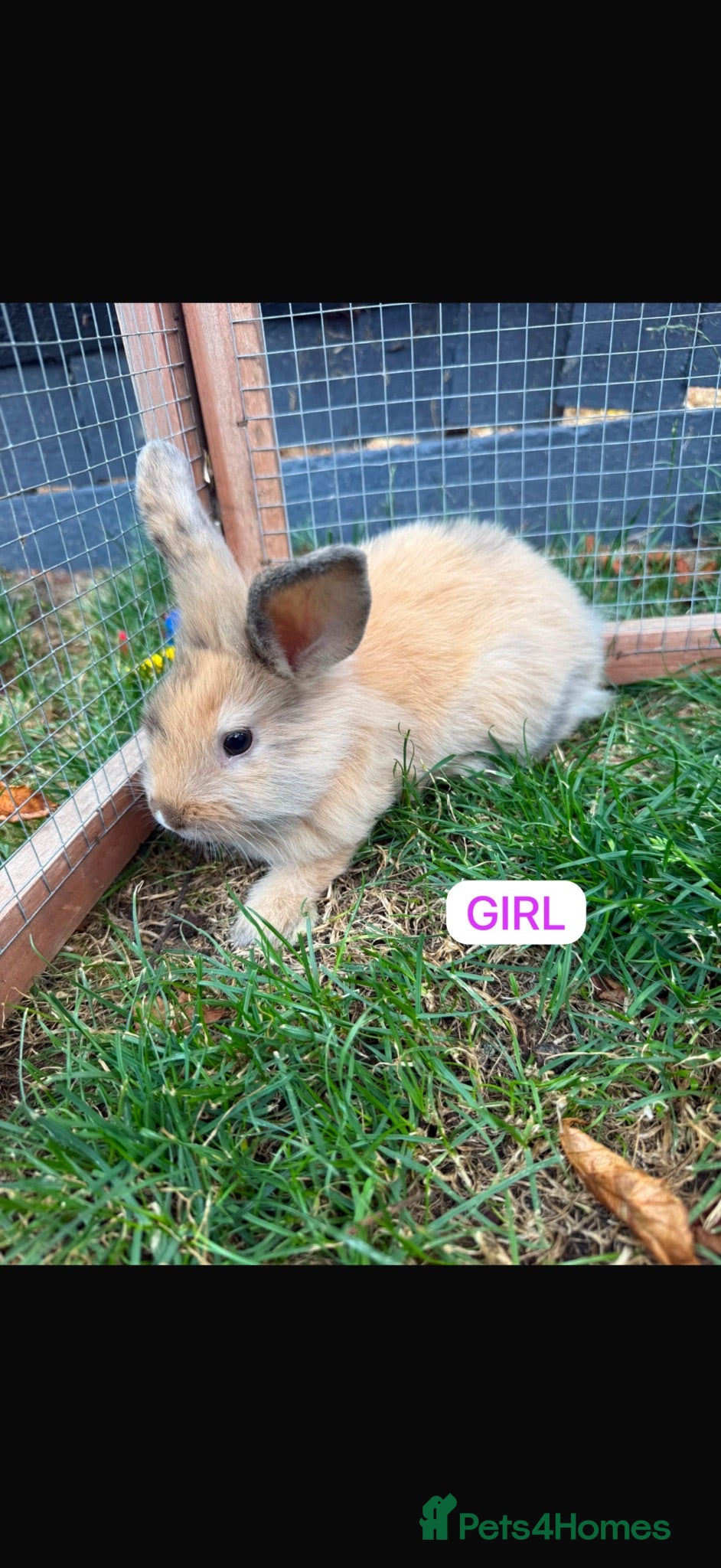 Mini Lion Lop rabbits Adorable bunnies for sale  - Advert 2