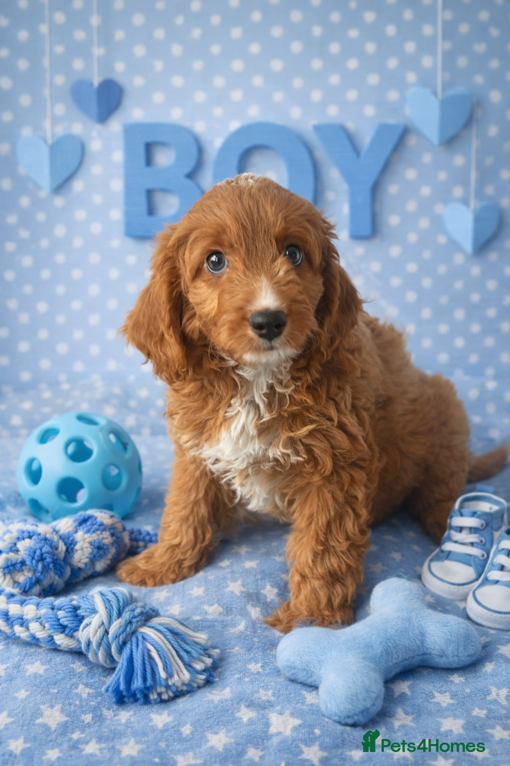 Cavapoo dogs Beautiful F1b Cavapoo's Health Tested Parents - Advert 11