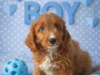 Cavapoo dogs Beautiful F1b Cavapoo's Health Tested Parents - Advert 11