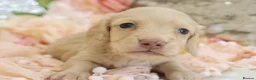 Miniature Dachshund dogs for sale: KC Longhair Miniature Dachshund Puppies in Wisbech - Advert 20
