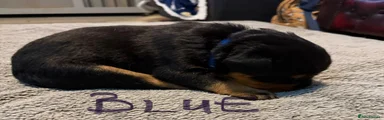 Rottweiler 3