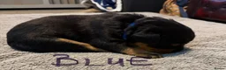Rottweiler dogs for sale: STUNNING KC REGISTERED PUPPIES  - Advert 11