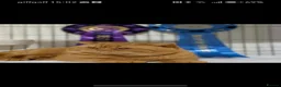 British Shorthair cats for sale: *TICA Cream&Ginger Kittens*Health Tested Parents* - Advert 11