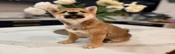 Japanese Shiba Inu dogs for sale: Exceptional Shiba Inu Puppies for Sale in London - Advert 13