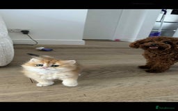British Longhair cats for sale: We are selling 2 gorgeous british shorthairs - Image 3