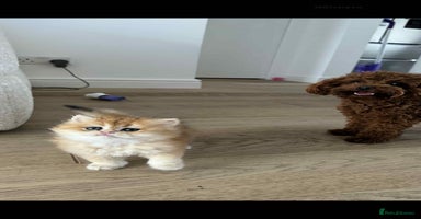 British Longhair cats - Advert 8