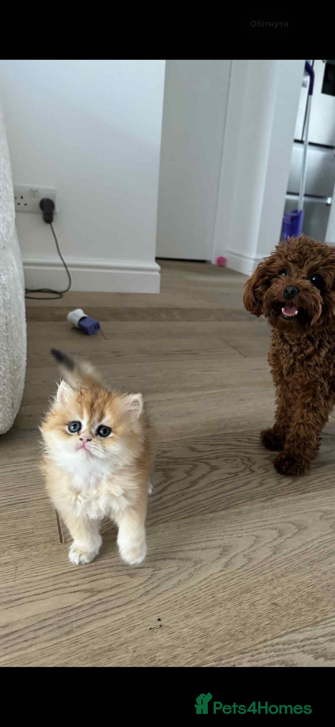 British Longhair cats for sale: We are selling 2 gorgeous british shorthairs - Image 3