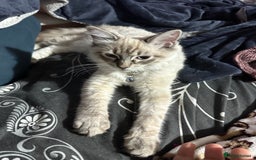 Ragdoll cats for sale: Ragdoll Lynx Blue point male - Image 19