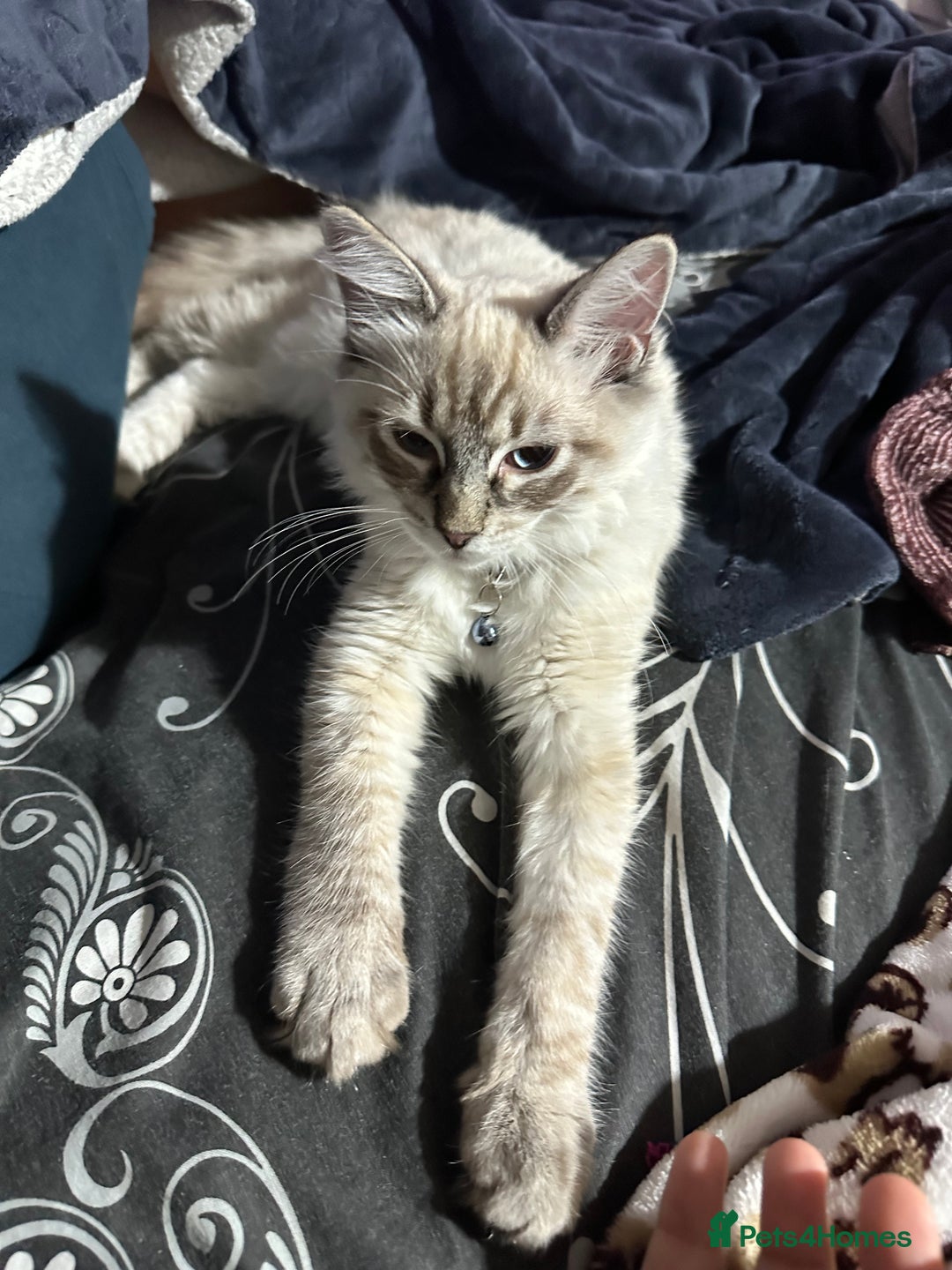 Ragdoll cats for sale: Ragdoll Lynx Blue point male - Image 19