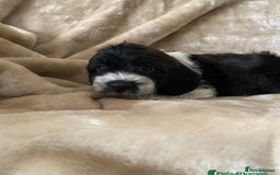 Cockapoo dogs for sale: 11 week old male Cockapoo  - Advert 6