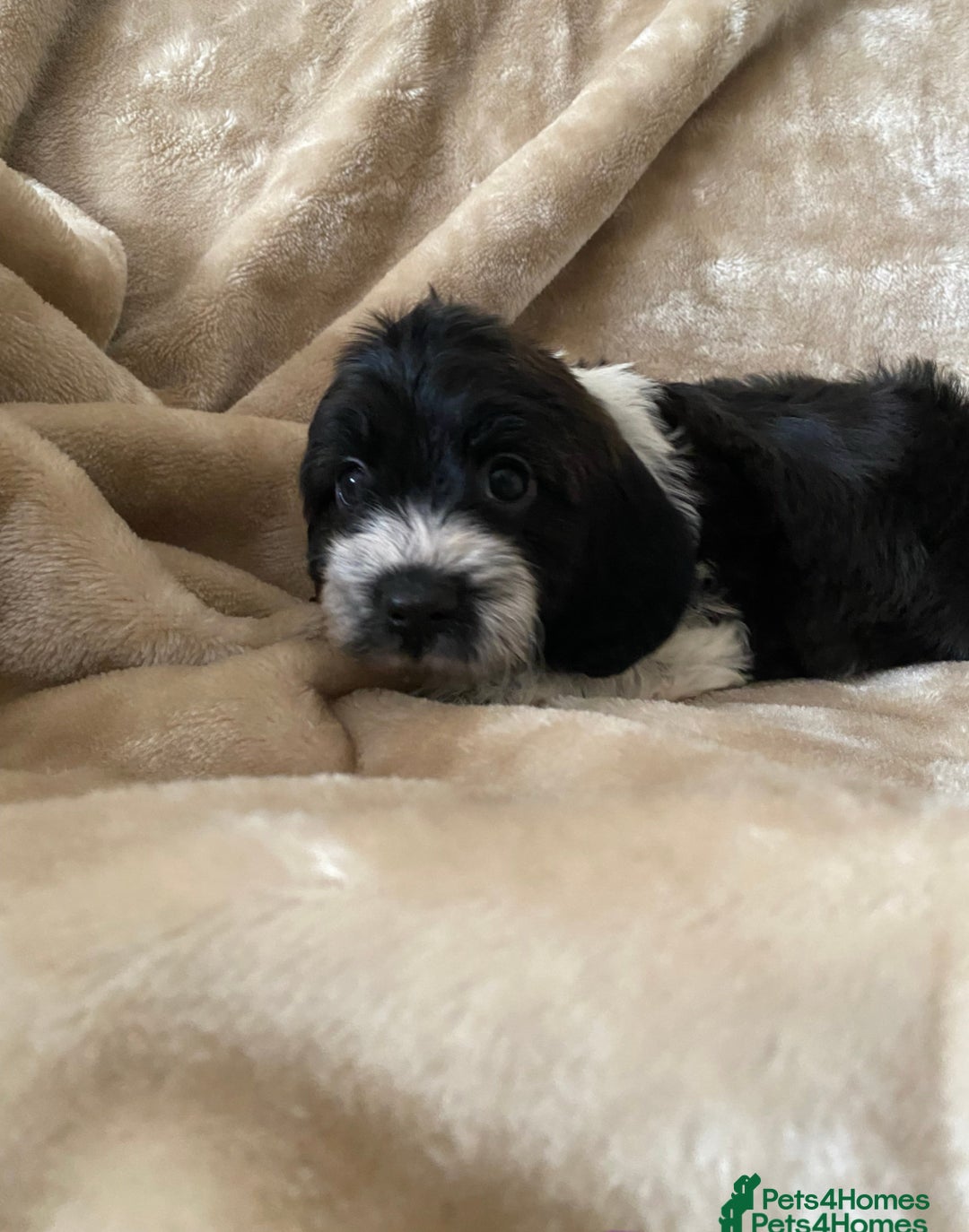 Cockapoo dogs for sale: 11 week old male Cockapoo  - Advert 6
