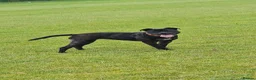 Staffordshire Bull Terrier dogs for sale: 7 staffie puppies in Liverpool - Advert 1