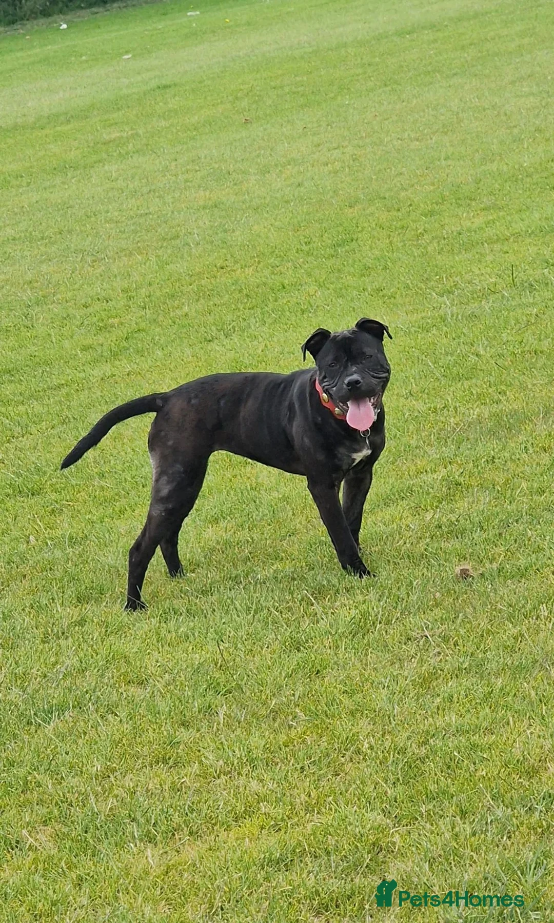 Staffordshire Bull Terrier dogs for sale: 7 staffie puppies in Liverpool - Advert 1