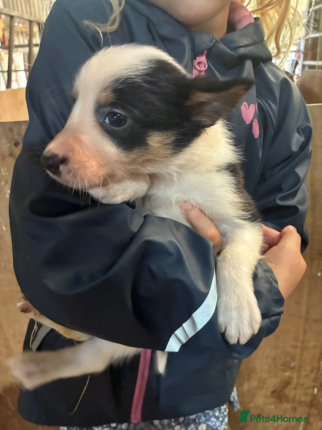 Border Collie dogs for sale: 11 beautiful collie puppies - ready for new homes - Advert 6