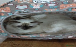 Ragdoll cats for sale: Beautiful GCCF Lilac and Cream Point kittens - Image 28