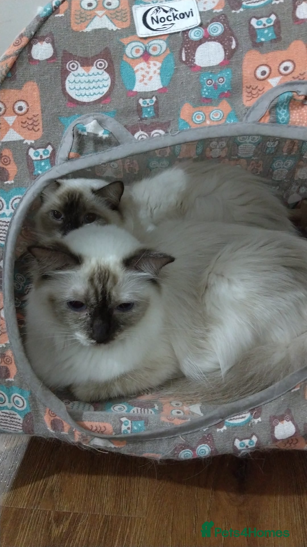 Ragdoll cats for sale: Beautiful GCCF Lilac and Cream Point kittens - Image 28