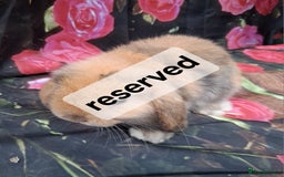 Mini Lop rabbits for sale: Mini lop baby rabbits - Image 1