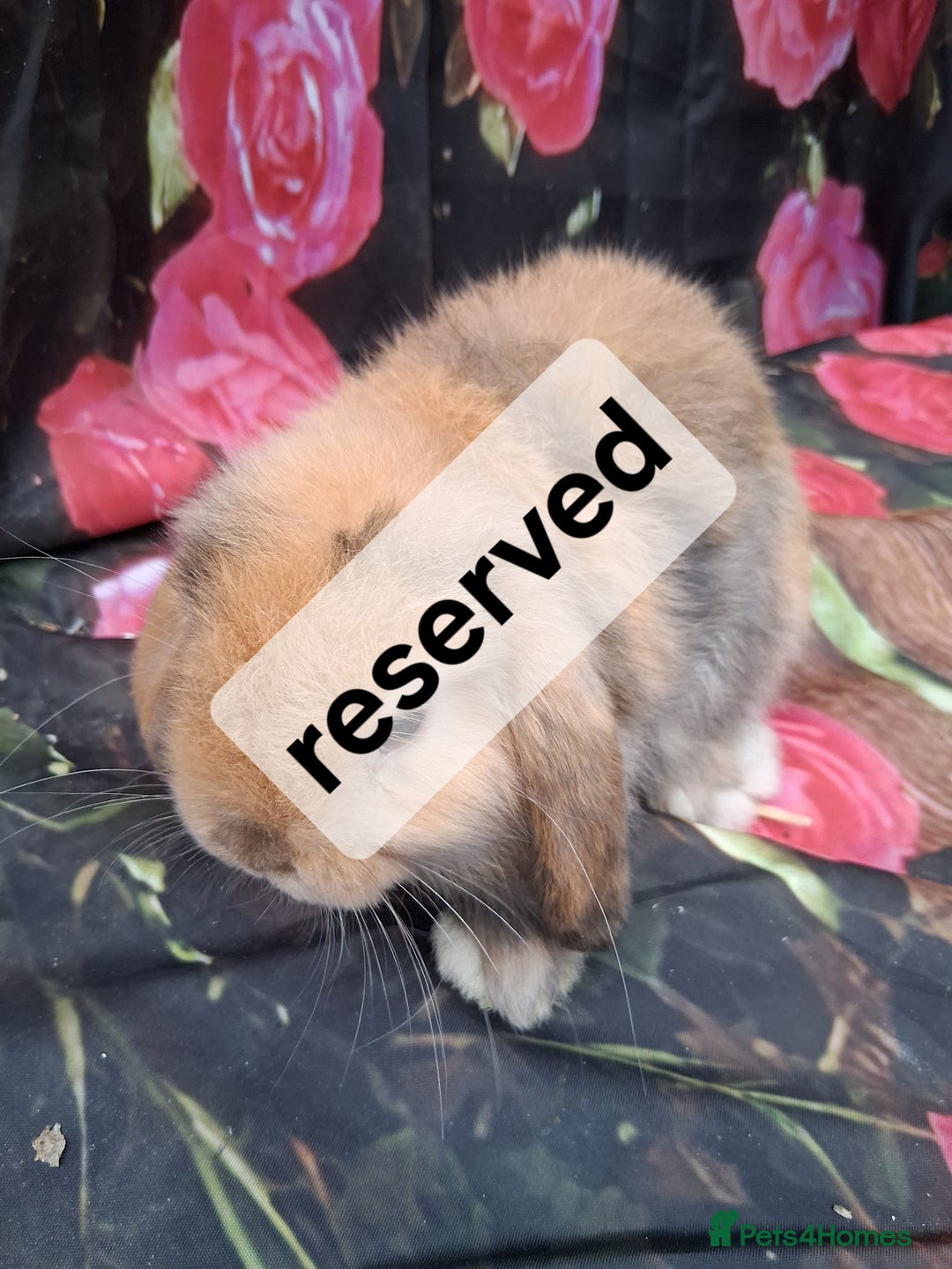 Mini Lop rabbits for sale: Mini lop baby rabbits - Image 1