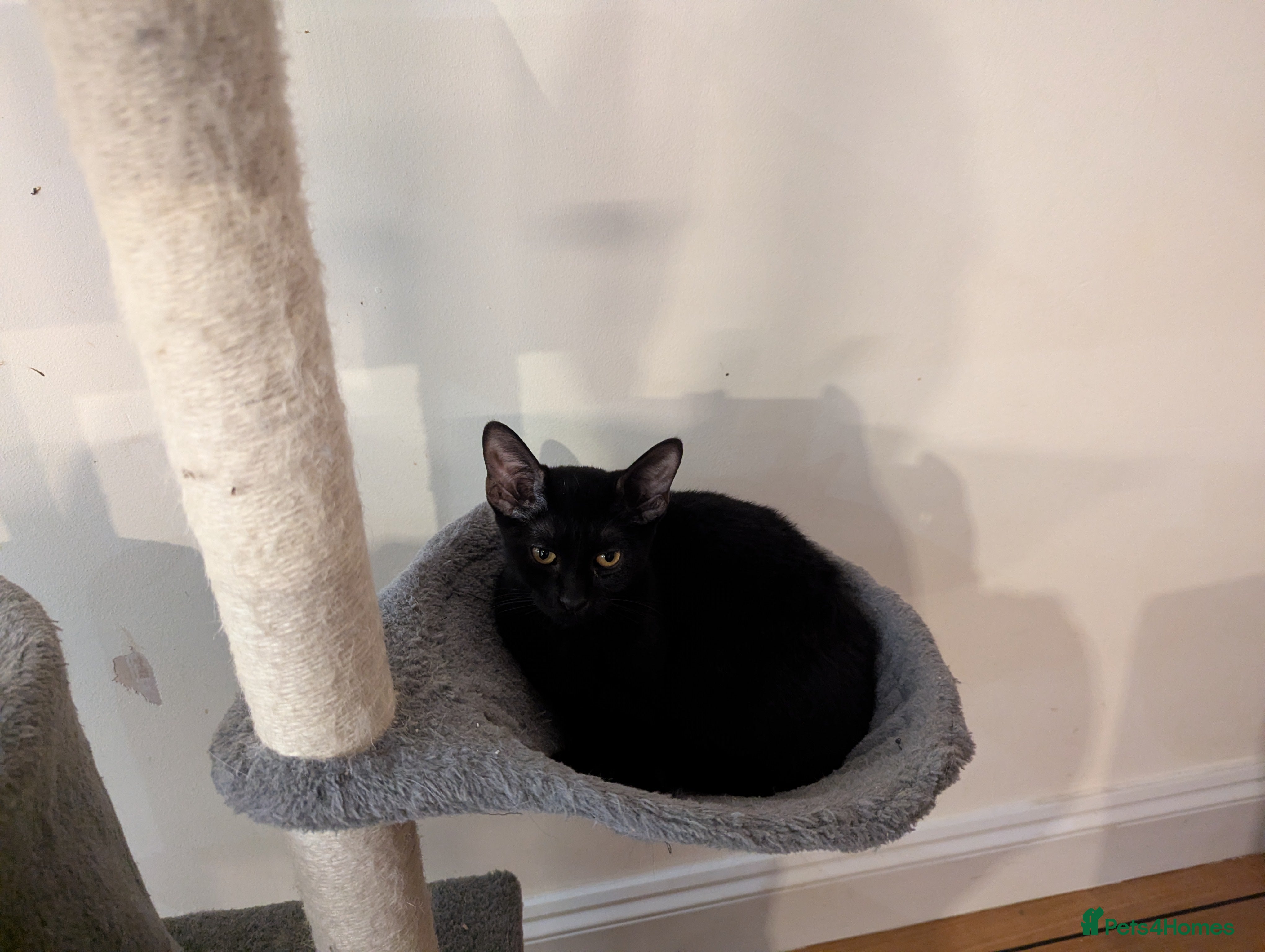 Mixed Breed cats Black short hair kitten with sphynx mother - Advert 4