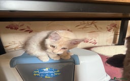 Maine Coon cats for sale: Maine Coon kitten GCCF in Boston - Image 16