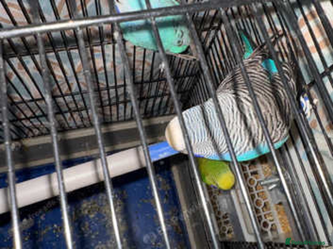 Finches birds for sale: Breeder budgies for sale  - Advert 8