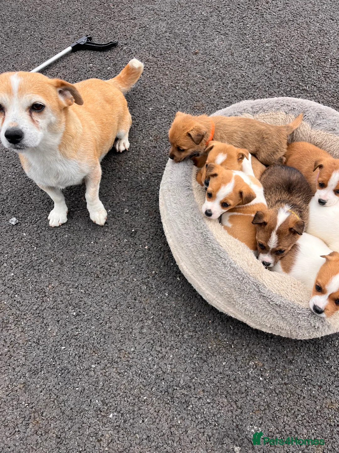 Jack Russell dogs for sale: 7 beautiful jack Russel puppies for sale - Advert 1