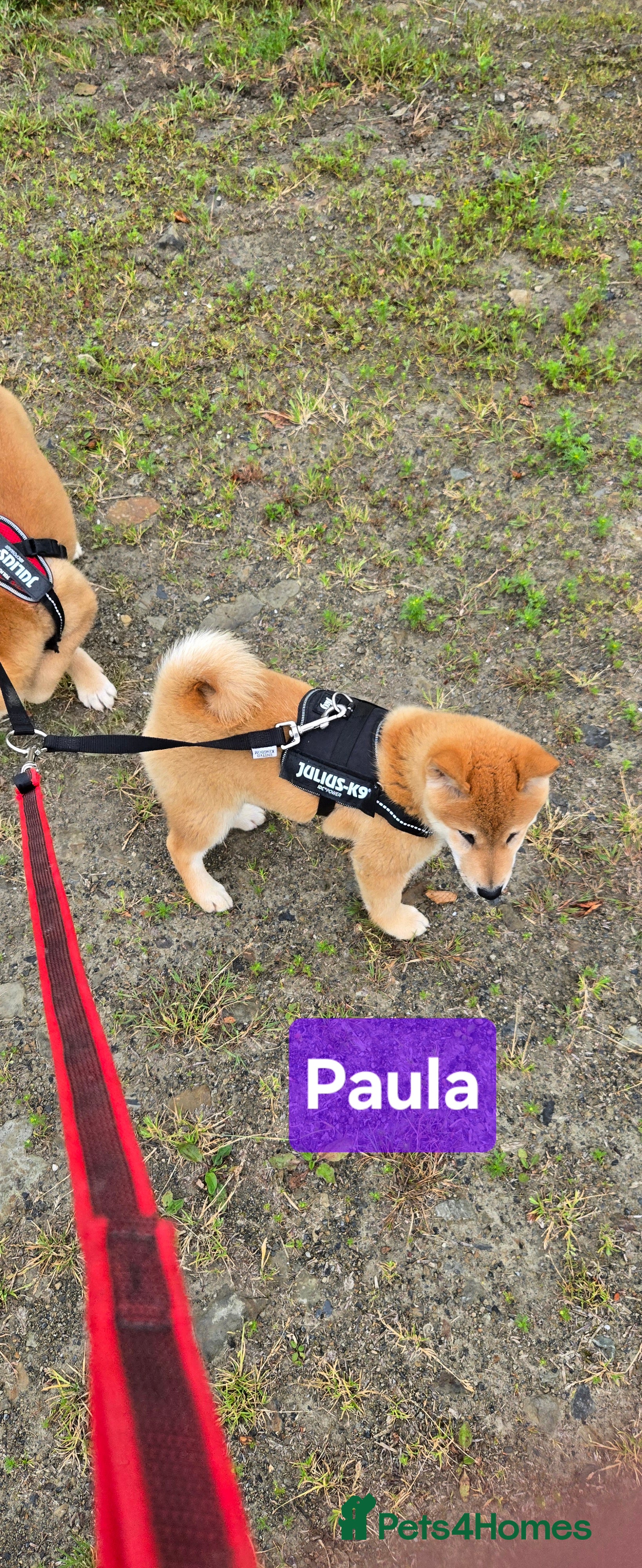 Japanese Shiba Inu dogs 3 stunning Shiba Inu puppies  - Advert 4