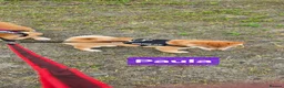 Japanese Shiba Inu dogs for sale: 3 stunning Shiba Inu puppies  - Advert 4