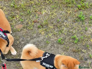 Japanese Shiba Inu dogs 3 stunning Shiba Inu puppies - Advert 4