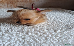 Chorkie dogs for sale: Chorkie boy for sale - Image 5