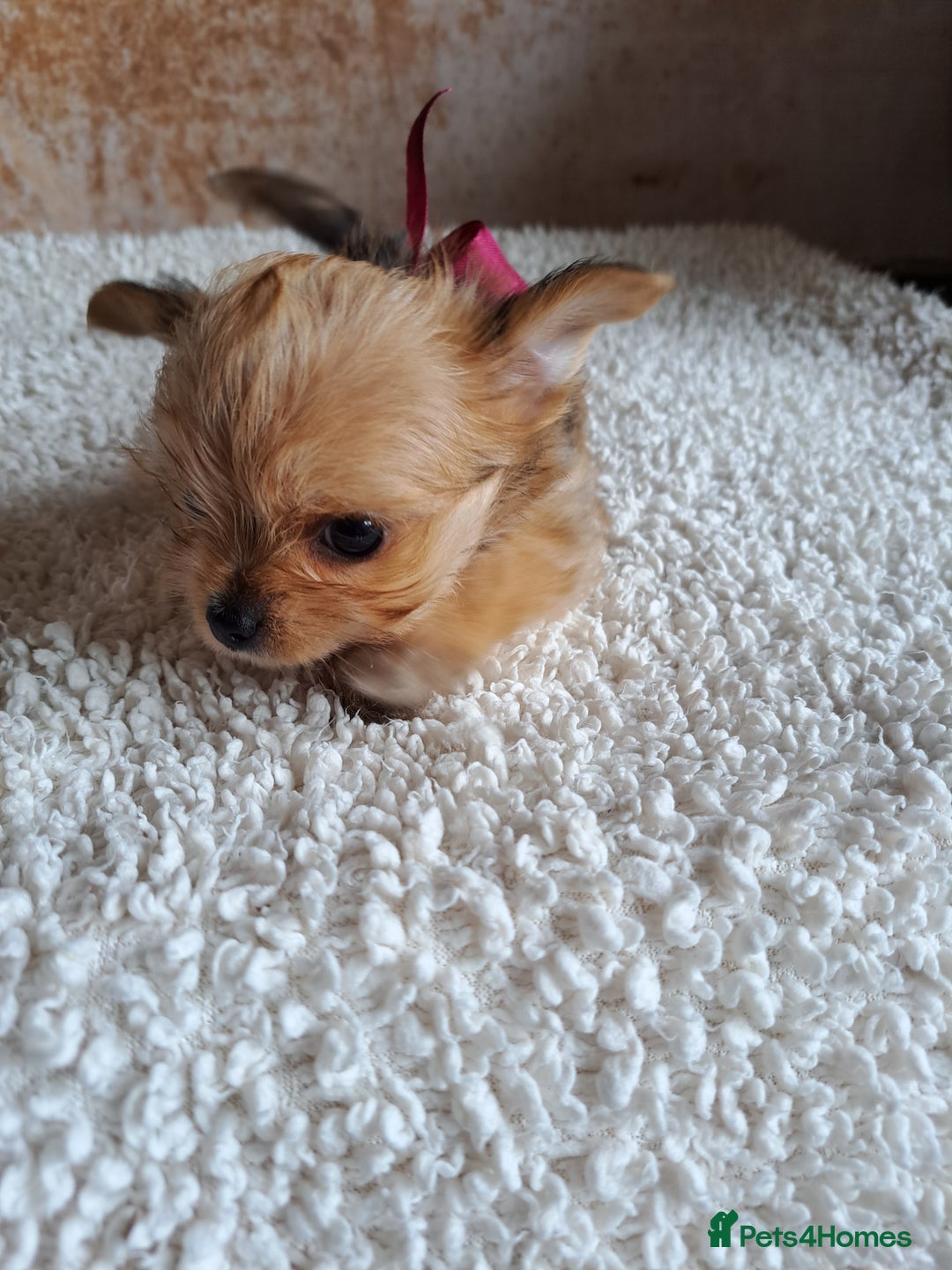 Chorkie dogs for sale: Chorkie boy for sale - Image 5