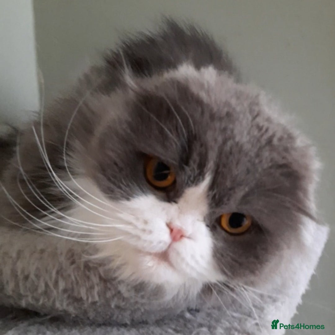 Scottish Fold cats for sale: TICA Registered Scottish Fold Young Neutered Girl - Advert 6