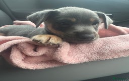 Jack Russell dogs for sale: Jack Russell miniature  - Image 3